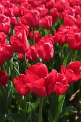 colorful tulips flowers blooming in a garden.İstanbul/ Turkey.