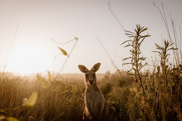 Beautiful shot of a kangaroo looking at the camera while standing in a dry grassy field