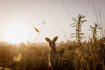 Poster Beautiful shot of a kangaroo looking at the camera while standing in a dry grassy field © Gxm/Wirestock
