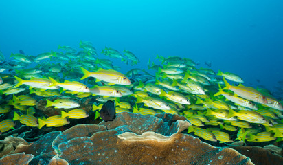 Black spot snappers, Lutjanus ehrenbergii, and yellowfin goatfishes, Mulloidichthys vanicolensis, over massive foliose corals Raja Ampat Indonesia.