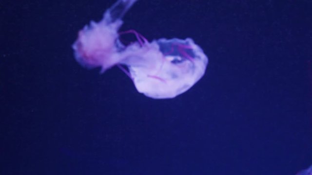 Shiny jellyfish swims in an aquarium, Blue water, Background, transparent jellyfish underwater footage. Wallpaper underwater sea.