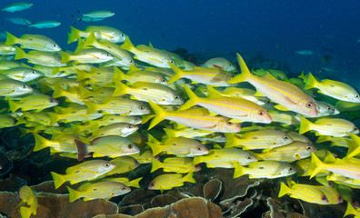 Fototapeta na wymiar Black spot snappers, Lutjanus ehrenbergii, and yellowfin goatfishes, Mulloidichthys vanicolensis, over massive foliose corals Raja Ampat Indonesia.