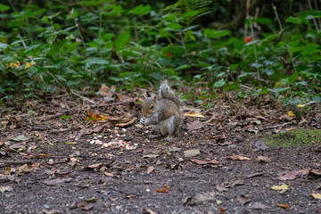 Gray squirrel eating