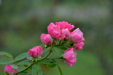 ピンク色の四季咲き蔓バラ、アンジェラ