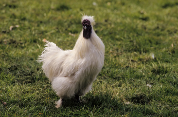 Poule, coq, race Négre de soie