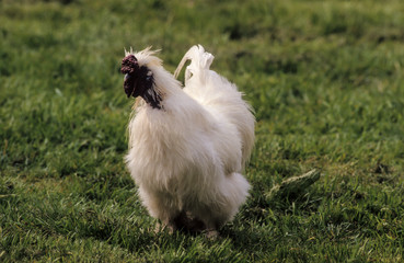 Poule, coq, race Négre de soie