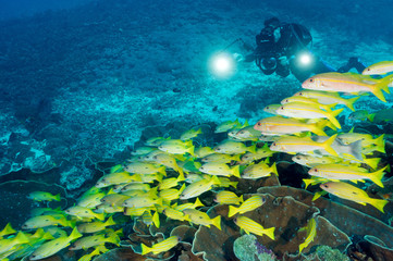 Fototapeta na wymiar Black spot snappers, Lutjanus ehrenbergii, and yellowfin goatfishes, Mulloidichthys vanicolensis, over massive foliose corals Raja Ampat Indonesia.