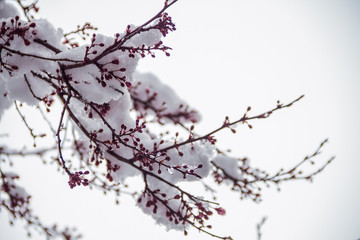Obraz premium Tree branches with snow with purple flowers