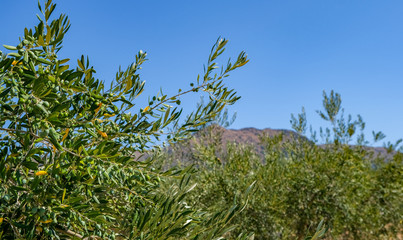 View on olive trees with ripe olives. In full leaf on mountains and blue sky background. Olive tree...