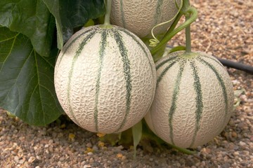 Close-up of cantaloup type melon in greenhouse