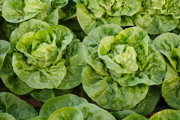 LITTEL GEM LETTUCE CROP