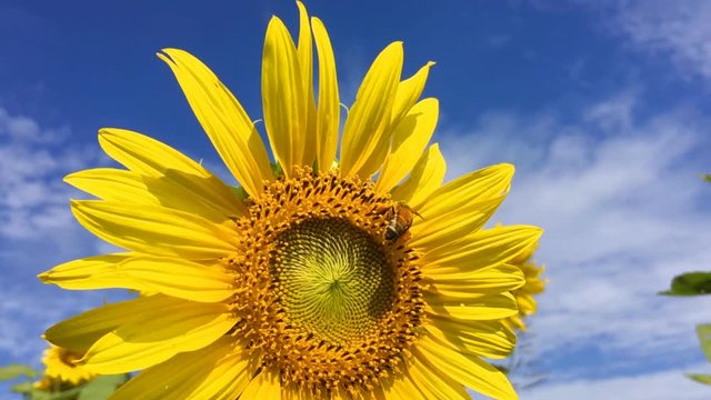 Sunflowers in full bloom with a bee collecting pollen.