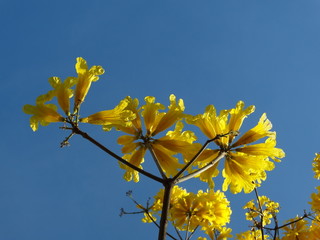 ipê Amarelo