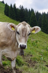 Fototapeta na wymiar cow in the grass