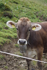 cow in field