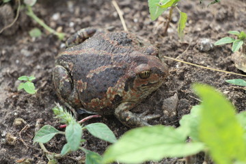 frog in the grass