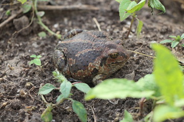 frog in the grass