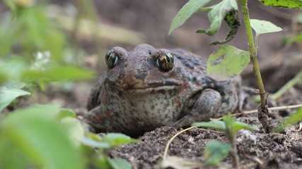 frog in the grass