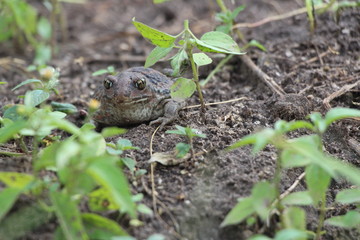 frog in the grass