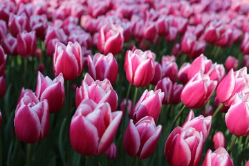 Obraz premium colorful tulips flowers blooming in a garden.İstanbul/ Turkey.