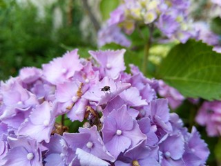 Mouche sur fleur © Thibaut