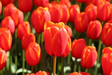 colorful tulips flowers blooming in a garden.İstanbul/ Turkey.