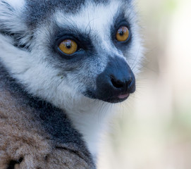 Famous Madagascar Maki lemur, Ring tailed lemur.
