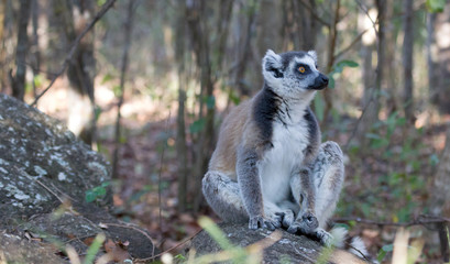 Famous Madagascar Maki lemur, Ring tailed lemur.