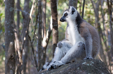 Famous Madagascar Maki lemur, Ring tailed lemur.