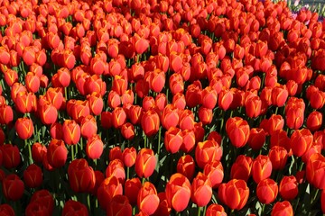 colorful tulips flowers blooming in a garden.İstanbul/ Turkey.