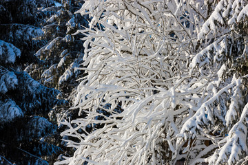 The plateau of Cansiglio