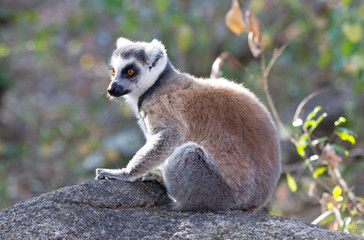 Famous Madagascar Maki lemur, Ring tailed lemur.