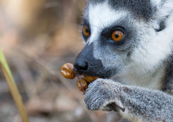 Obraz premium Famous Madagascar Maki lemur, Ring tailed lemur, eating