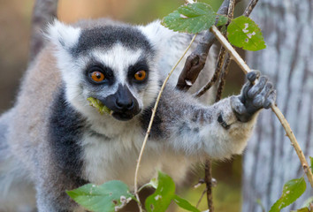 Famous Madagascar Maki lemur, Ring tailed lemur, eating