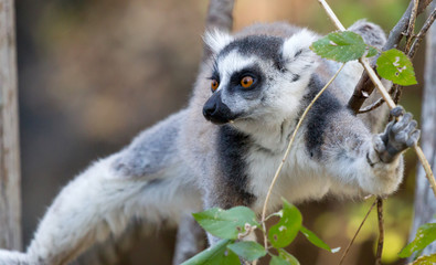 Famous Madagascar Maki lemur, Ring tailed lemur, eating