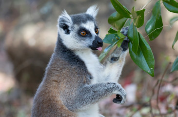 Famous Madagascar Maki lemur, Ring tailed lemur, eating