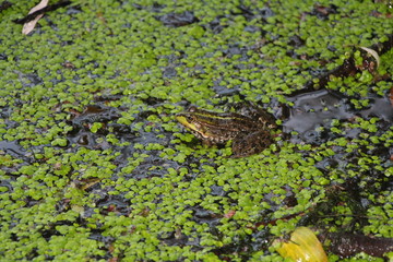 frog in the pond