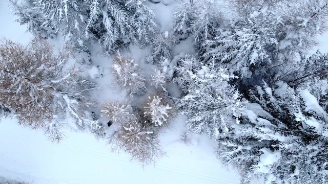 4K Winter season lateral aerial fligh over a frozen pine forest. Cinematic drone shot in a wild and white landscape