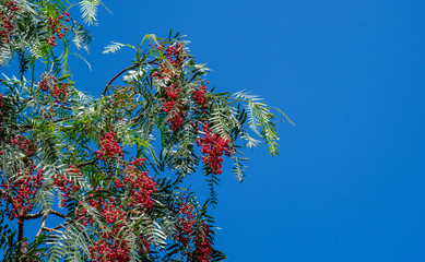 View on pink peppercorn tree on blue sky background. Pink pepper plant or Peruvian pepper tree in...