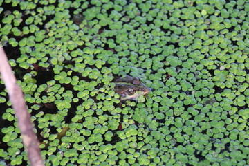 frog in the pond