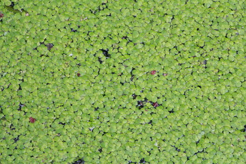green frog in the swamp