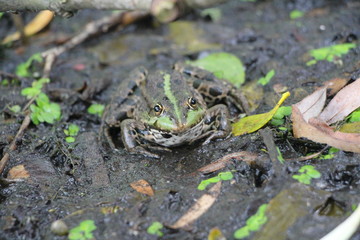 frog in pond