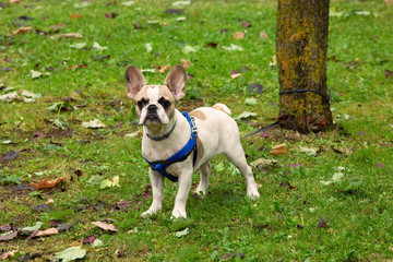Bulldog tied to a tree