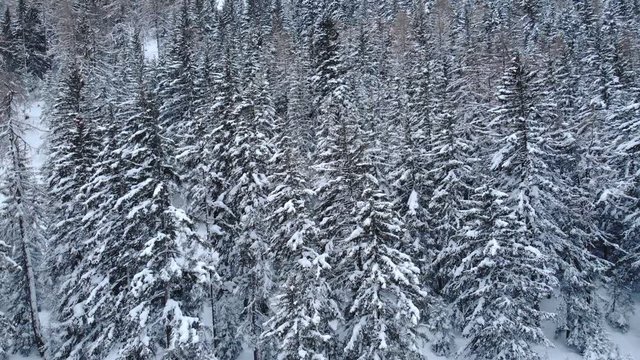 4K Cinematic mountain forest aerial shot on an overcast day. Camera rising wide angle shot