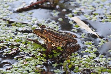 frog on leaf