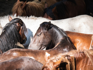 herd of wild horses in the rapa das bestas in A Escusa, Poio, Pontevedra