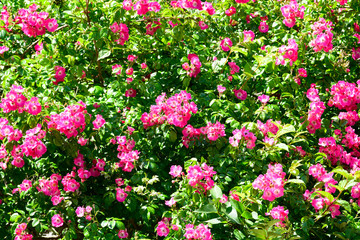 Quelques fleurs de Veules-les-Roses