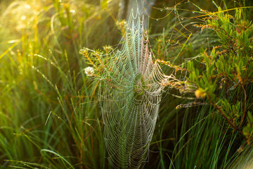 Meadow with green grass and white spider web in sunlight.