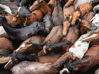 herd of wild horses in the rapa das bestas in A Escusa, Poio, Pontevedra