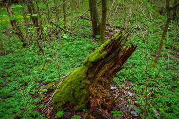 The basal remnant of a fallen tree in the forest in summer